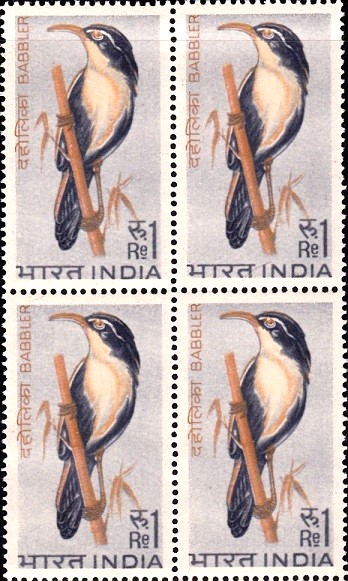 Doyel Bird (দোয়েল পাখি) : Oriental magpie-robin