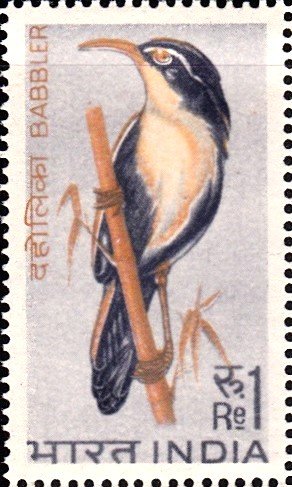 Babbler (Indian Bird)