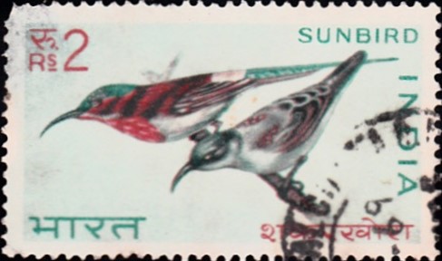 Crimson sunbird (Aethopyga siparaja)