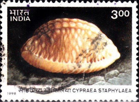 Cypraea Staphylaea