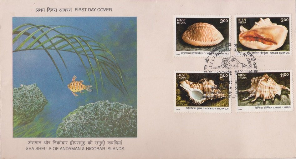 Shells of Andaman and Nicobar