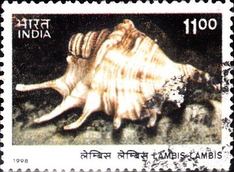 Lambis Lambis