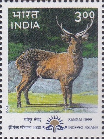 Sangai Deer
