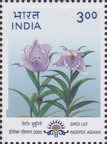 Siroi Lily (Lilium mackliniae)