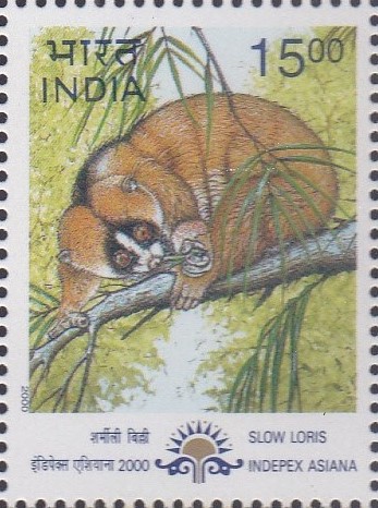 nocturnal strepsirrhine primate