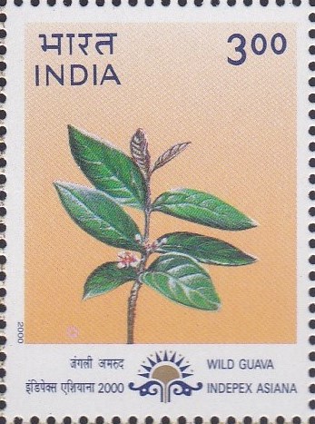 medium sized deciduous tree