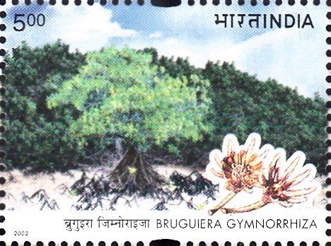 Oriental Mangrove Tree