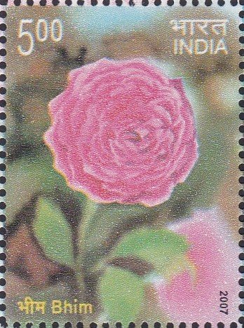 hybrid tea rose
