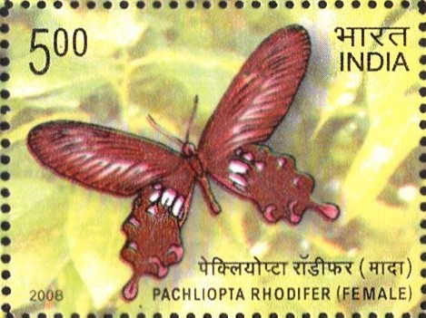 Andaman Club Tail