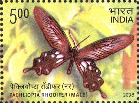 Andaman Clubtail