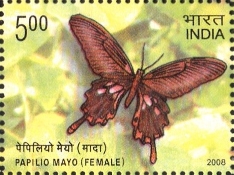 Andaman Mormon