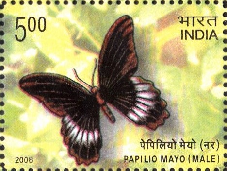 Andaman Mormon