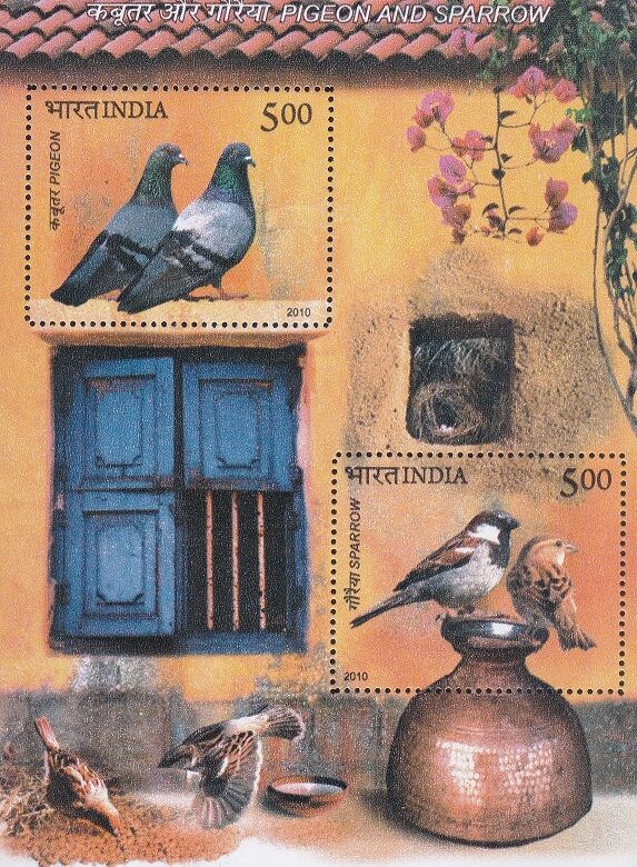 Pigeon and Sparrow