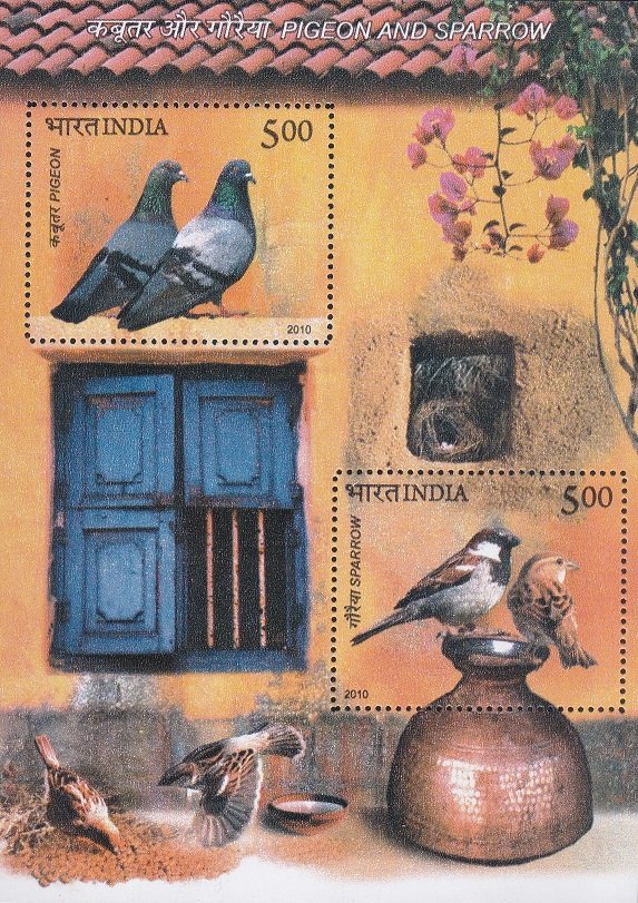 Pigeon and Sparrow