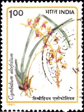 Aloe-leafed Cymbidium