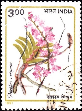 Aerides crispa