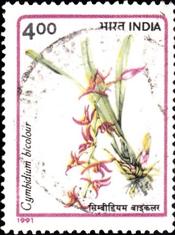 Two-colored Cymbidium
