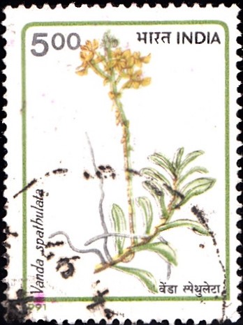 Golden Vanda