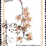 India Greetings 1991