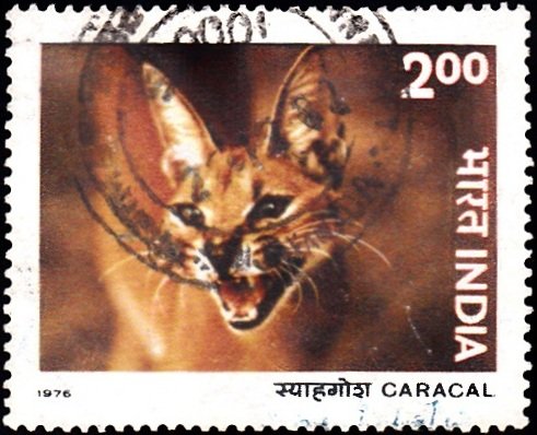 4. Caracal [Indian Wildlife]