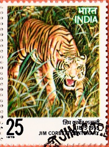 Tiger - Jim Corbett