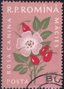 Medicinal Flowers