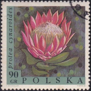 Exotic Flowers