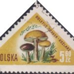 849 Boletus Scaber [Mushroom]