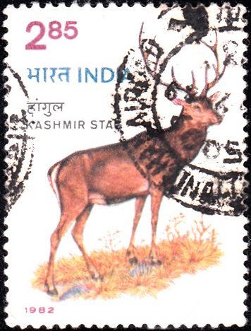 899 Kashmir Stag [India Stamp 1982]
