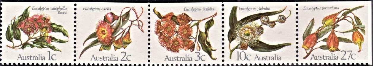 Eucalypts