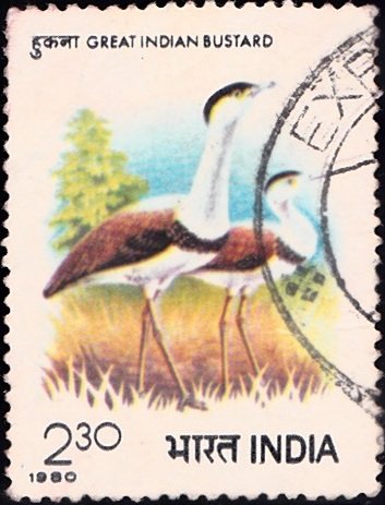 833 Great Indian Bustard [India Stamp 1980]