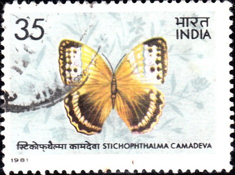 Northern Jungle Queen (Stichophthalma camadeva)