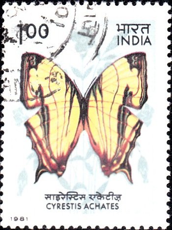Map Butterfly (Cyrestis achates)