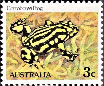Pseudophryne corroboree
