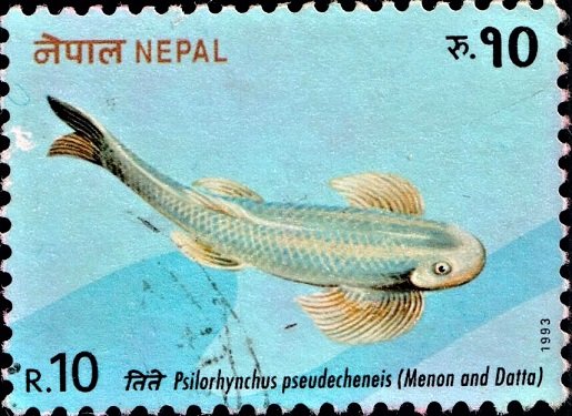Nepalese Minnow (Stone Carp)