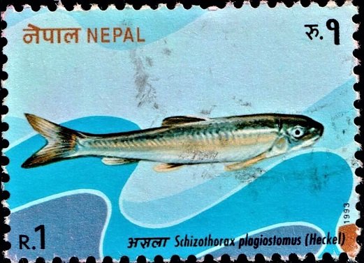 Snow carp (snow barble) : Swati fish