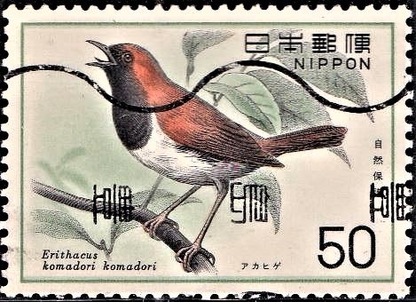 Temminck’s Robin [Nature conservation]