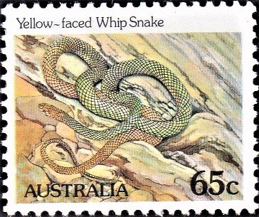 Demansia psammophis