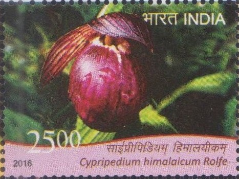 Himalayan Slipper Orchid