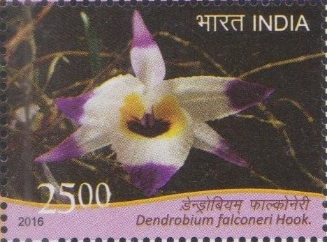 Falconer's Dendrobium
