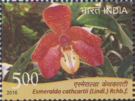 Cathcart's Esmeralda : Cathcart's Spider Orchid