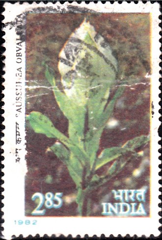 Brahma Kamal