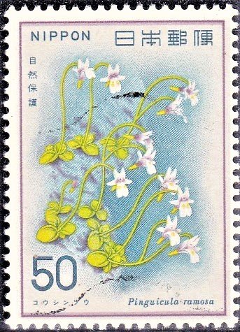 Pinguicula Ramosa (Nature Protection)
