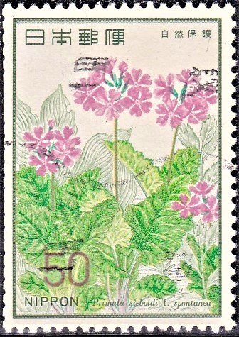 Primrose (Nature Protection)