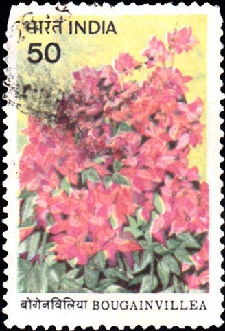 Bougainvillea Mahara