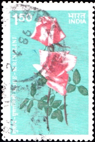 Mrinalini (मृणालिनी) Rose