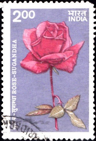 989-sugandha-indian-rose-s-m-bhattacharji-1964-india-stamp-1984
