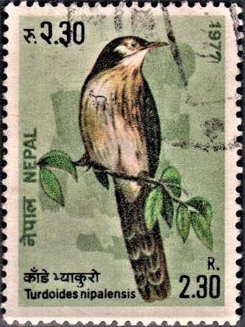 Birds of Nepal - Nepalese Laughing Thrush