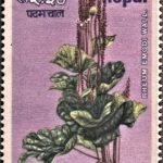 Gyan Dil Das
