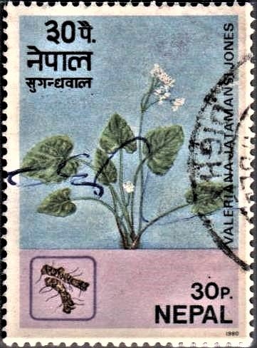 Sugandhbala : Valeriana jatamansi Jones